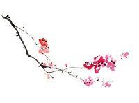 Fleurs et Infusions coréennes