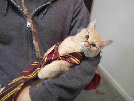 photo humour insolite chat harry potter lunettes