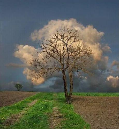photo humour insolite arbre nuage