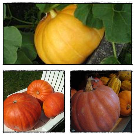 Côté courges, potiron, potimarron....