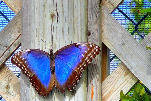 Papillon bleu