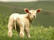 L’agneau première place podium aliments plus polluants