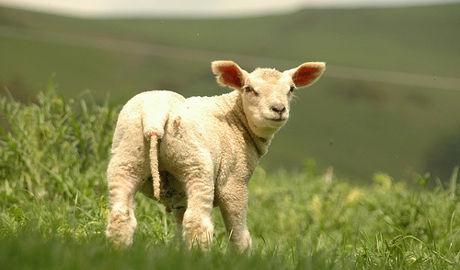 L'agneau à la première place du podium des aliments les plus polluants