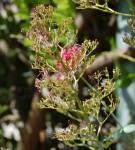 Tailler les valérianes.