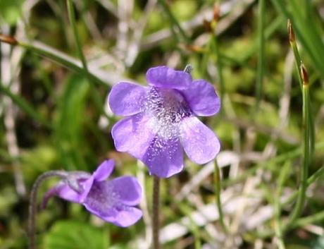 fleur de pinguicula arvetii