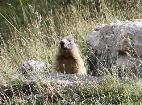 Marmotte aux aguets...