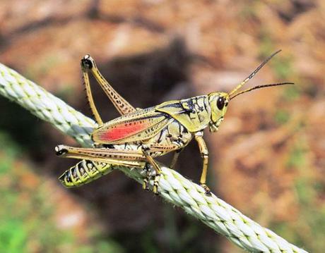 Architecture à croquer : Miami Art Déco