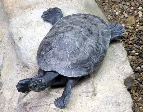 http://upload.wikimedia.org/wikipedia/commons/5/53/Geoffroys.side-necked.turtle.arp.jpg