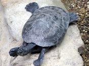 lenteur comme philosophie vie.