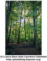 Longs troncs et feuillages verts