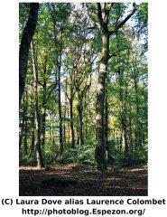 Arbre aux branches torturées