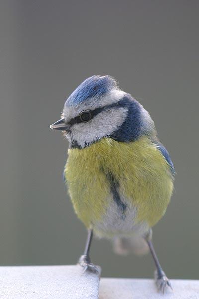 Gaby, l'ami tout petits animaux