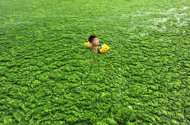 <b></div>Marée verte</b>. Il en faut du courage pour oser se baigner dans ce marigot ! Et pourtant, les habitants de la ville côtière de Qingdao, dans la province du Shandong, à l’est de la Chine, n’ont pas le choix s’ils veulent profiter des joies» de la plage... En raison de la hausse spectaculaire du thermomètre dans la région, la prolifération des algues vertes s’est accélérée au point d’atteindre plusieurs centaines de kilomètres. Soit une vitesse de progression trois fois plus rapide que la moyenne. Sur la côte, la température de l’eau de la mer oscille entre 16 et 20 °C, un niveau particulièrement favorable à la croissance de ces envahissants végétaux. Malgré la mobilisation des autorités, la marée verte continue de monter. 