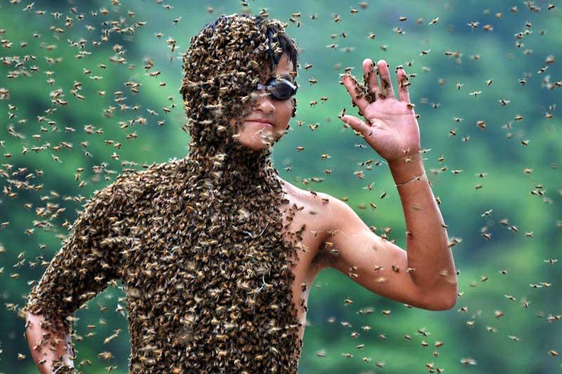 <b></div>Jusqu’au bout d’essaim</b>. Pour se protéger des dards et de la curiosité des abeilles qui, lentement, ont recouvert son corps, l’apiculteur chinois Lu Kongjiang, 20 ans, ne disposait que de lunettes de piscine et de bouchons dans les oreilles et les narines. Comme son concurrent Wang Dalin, âgé de 42 ans, qui a remporté ce bizarre concours de «port d’abeilles sur le corps» organisé à Shaoyang, dans la province chinoise du Hunan. Le principe est simple : il s’agit d’attirer en une heure le maximum d’insectes en posant sur son corps des reines retenues par des fils. Wang Dalin a réussi à se faire recouvrir de 26,8 kilos d’abeilles et Lu Kongjiang de seulement 22,9 kilos... Le record demeure indien avec 61,4 kilos ! 