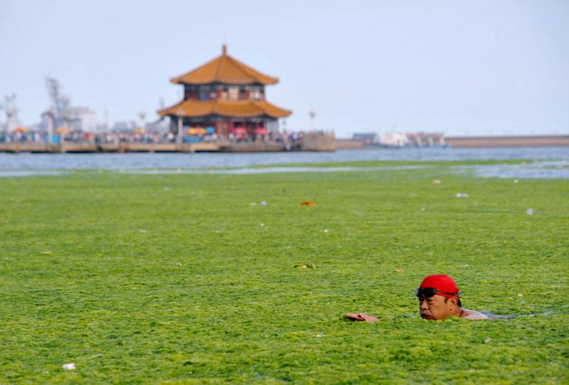 <b></div>Mer d’algues</b>. Les plagistes de Qingdao, qui s’attendaient à se baigner dans une eau claire et bleue sont probablement déçus, sauf cet homme. Depuis quelques jours, des algues vertes se sont échouées sur les plages des stations balnéaires de la province orientale du Shandong, en Chine. Bien qu’elles ne soient pas toxiques, elles peuvent consommer de grandes quantités d’oxygène, menaçant la vie marine. Les travailleurs et les bénévoles en ont retiré plus de 240 tonnes depuis le début de la prolifération de ces algues, il y a un mois.