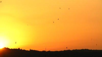 L'Aube à ma fenêtre