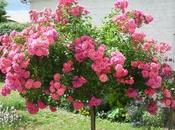 Photo dimanche roses