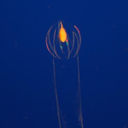 Pleurobrachia bachei