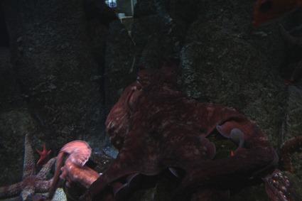 Enteroctopus dofleini