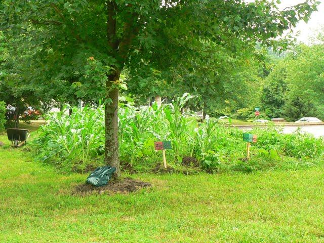 Dr. George Washington Carver Edible Park and the Bountiful City Project