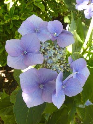 L'un de mes endroits préférés au jardin, c'est le 