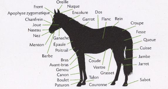 Théorie Galop 2 – Blog cheval [ Passion Equitation ] - Paperblog