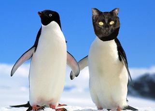 Scaramouche pingouin