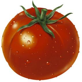 Atelier coulis de tomates