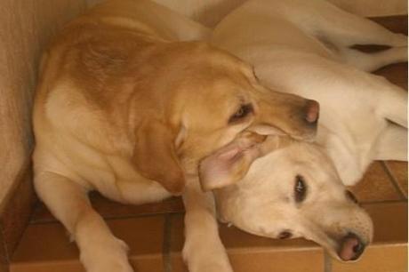 Des Schleck en bois tour de france,cadel evans,andy schleck,franck schleck,frères pelissier,soeurs williams