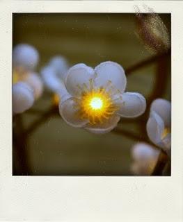 Je continue sur ma lancée...Blogger a décidé de n'en fair...