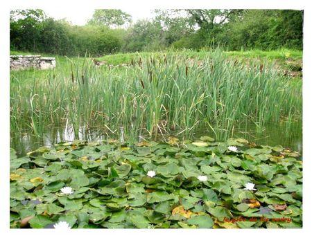 le lac audry bénuphars et joncs