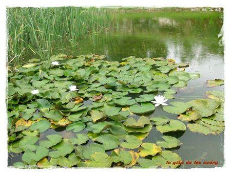 nénuphars au lac audry 1