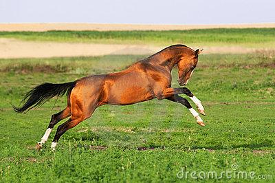Race chevaux : L’akhal-Téké [ Blog cheval - Passion Equitation ]