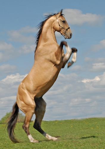 Race chevaux : L’akhal-Téké [ Blog cheval - Passion Equitation ]
