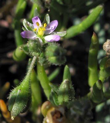 Spergularia marina