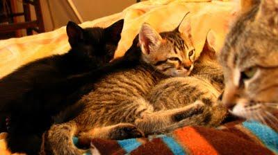 La Saga des tchiminousÉmotions esthétiques au quotidien