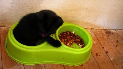 La Saga des tchiminousÉmotions esthétiques au quotidien