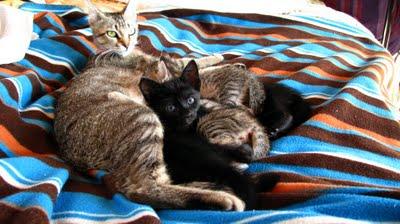 La Saga des tchiminousÉmotions esthétiques au quotidien