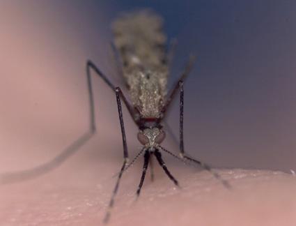 Lutte contre le paludisme: Les moustiques dans les filets du gouvernement