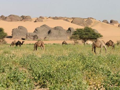 troupeau-de-dromadaires