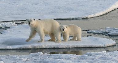 Tragique histoire d’une ourse polaire et de son ourson