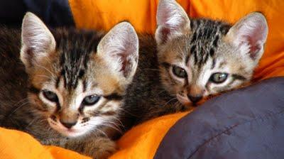 La Saga des tchiminousQui voudra de ces mochetés ?