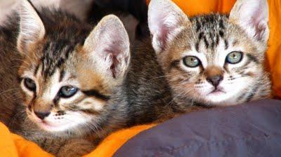 La Saga des tchiminousQui voudra de ces mochetés ?