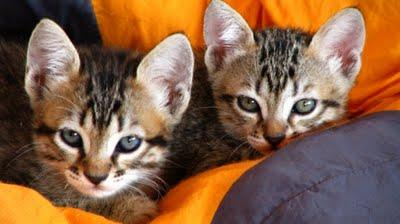 La Saga des tchiminousQui voudra de ces mochetés ?