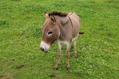 Sur le bord de la Meuse