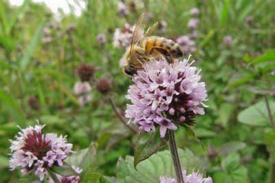 Sur le bord de la Meuse