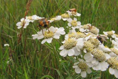 Sur le bord de la Meuse