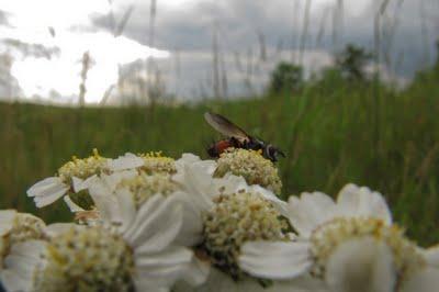 Sur le bord de la Meuse