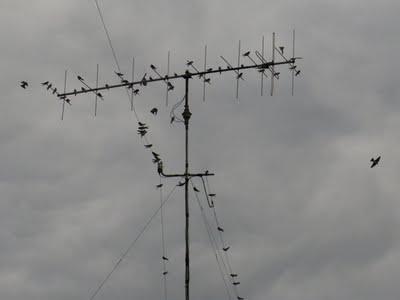 Sur le bord de la Meuse