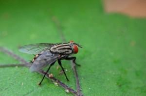 Astuces pour éloigner les mouches